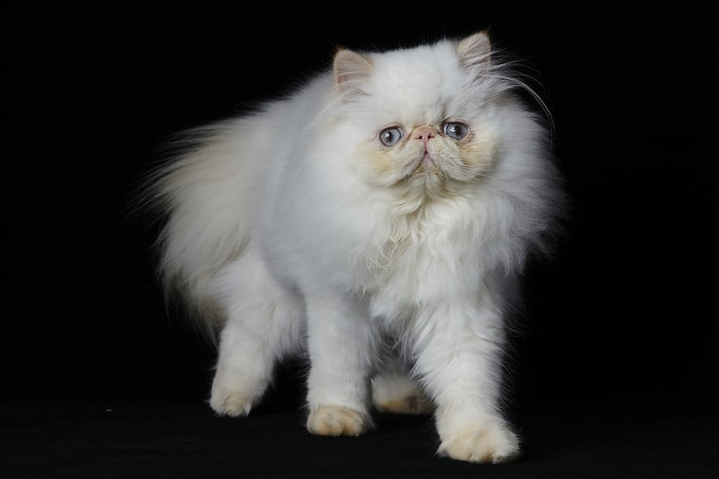 Red Point Himalayan persian cat