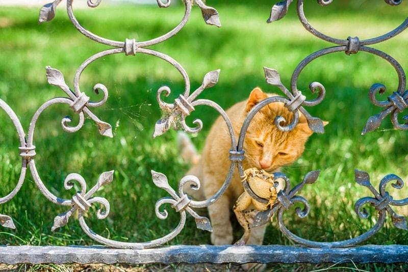 Red cat catches a frog through a metal fence