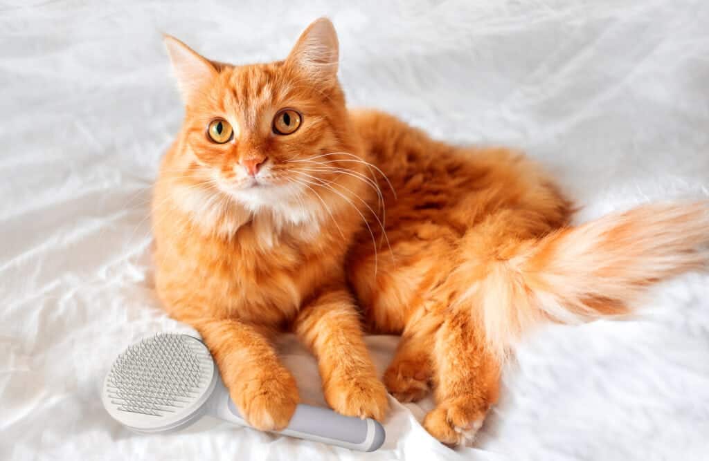 fluffy orange cat lies on bed with Hepper Brush