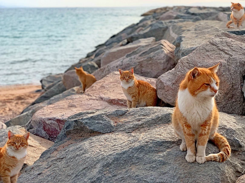 Red cats on sea beach in Japan island_Saksa_shutterstock