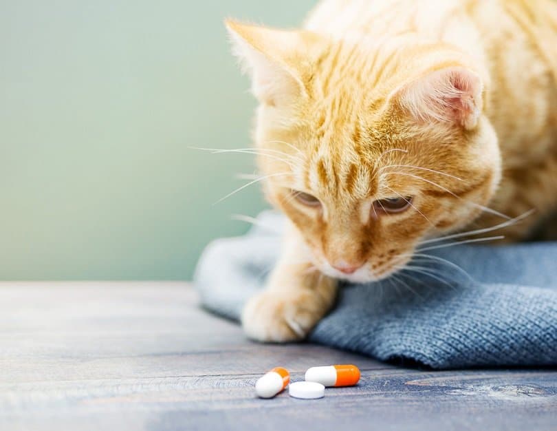 Red kitten and orange pills_saviskaya irryna_shutterstock