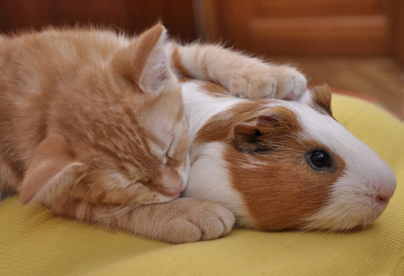 Red little cat sleeps on a Guinea pig