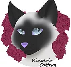 Rinceoir cattery Logo
