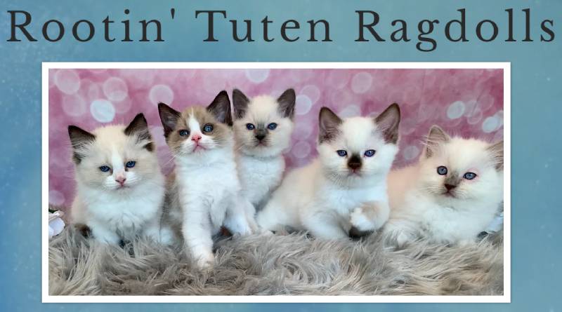 Rootin’ Tuten Ragdolls