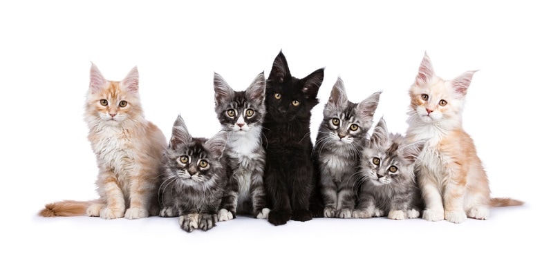 Row of seven Maine Coons