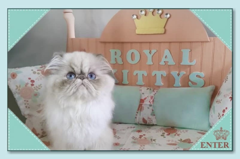 Royal Kittys