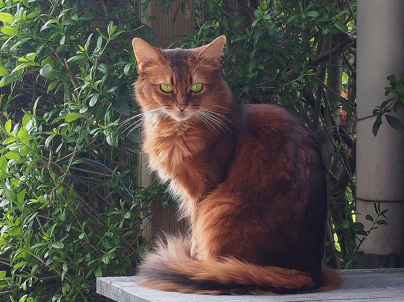 Somali Cat Breed