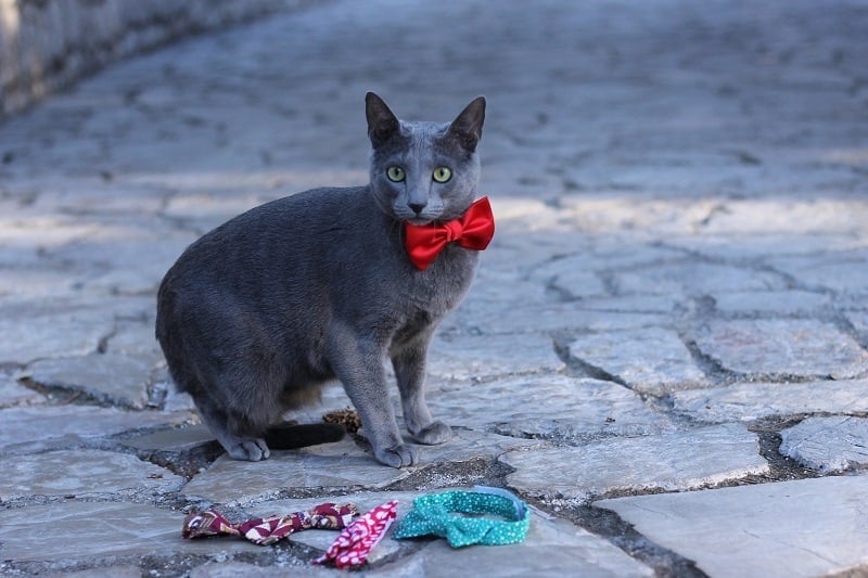 Russian Blue Cat with Red Tie
