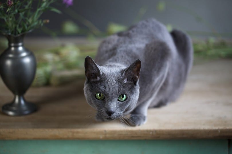 russian blue cat on the counter top