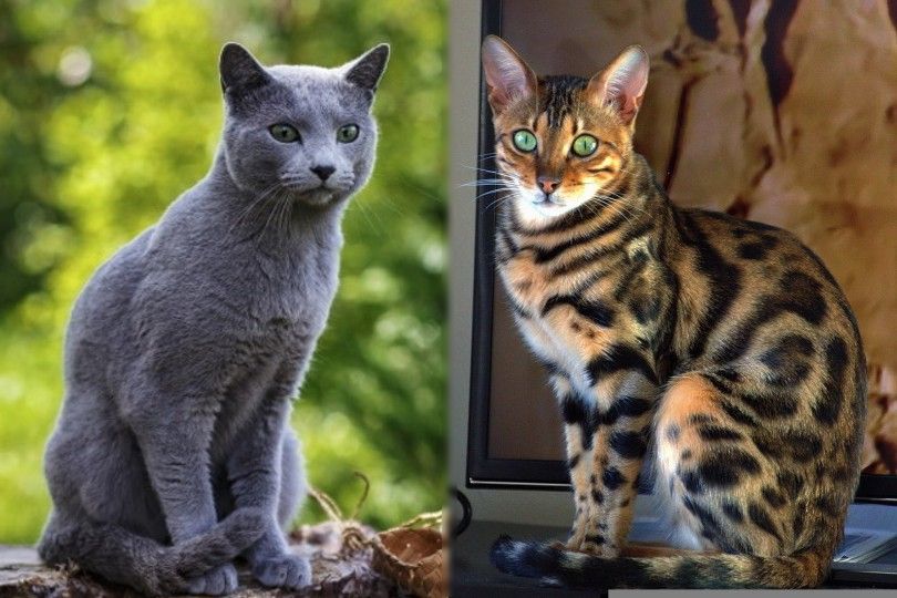 Russian Blue vs Bengal Cat breed