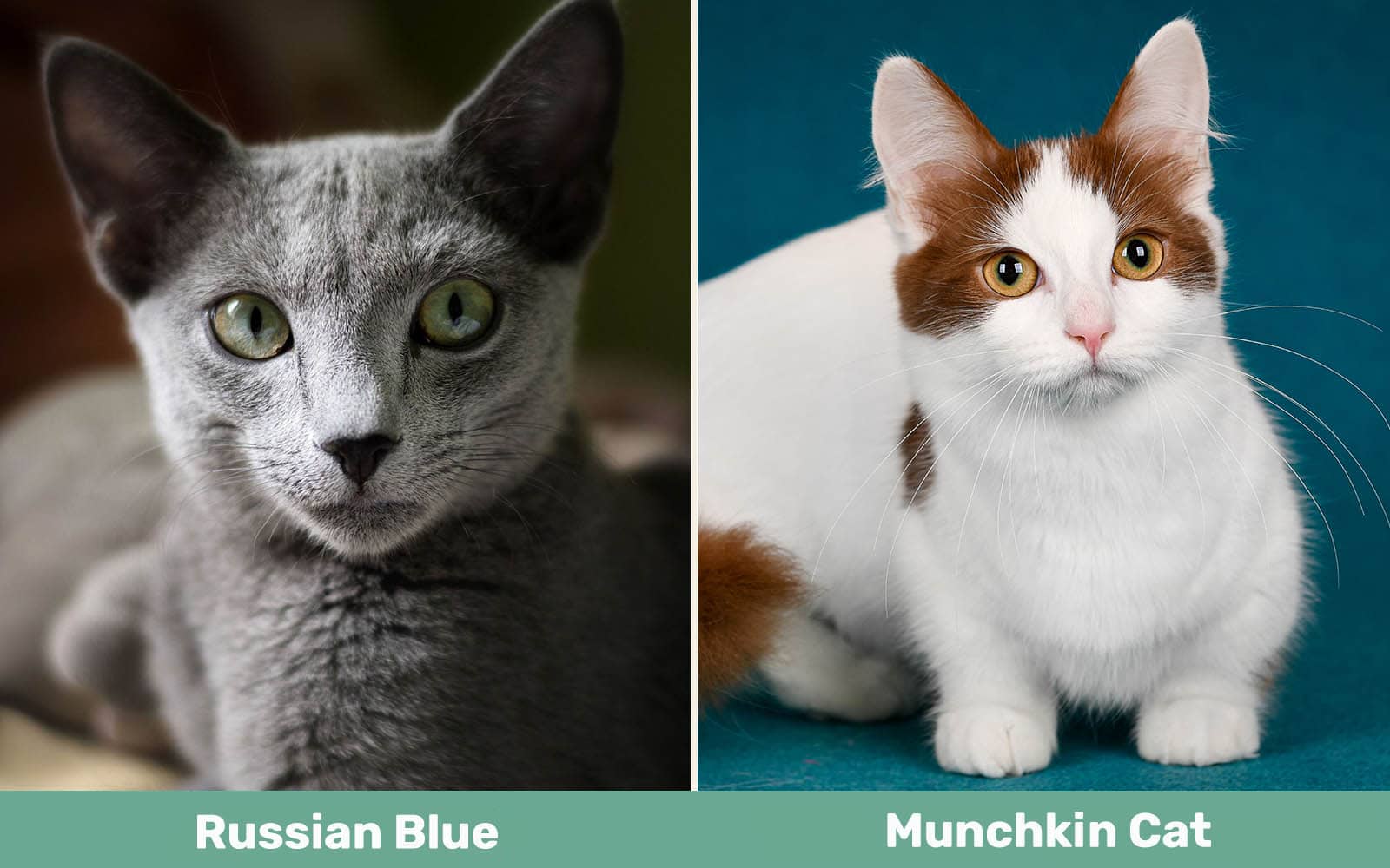 Russian Blue vs Munchkin Cat side by side