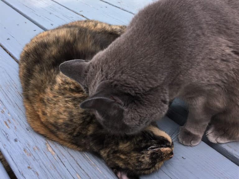 Why Do Cats Bite Each Other’s Necks? The Interesting Reasons Catster