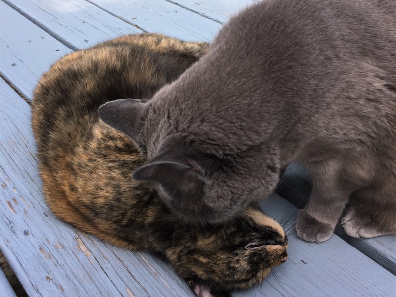Russian blue cat biting a calico cat on the back