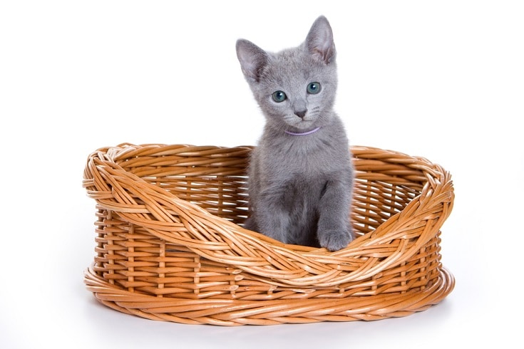 Russian blue kitten