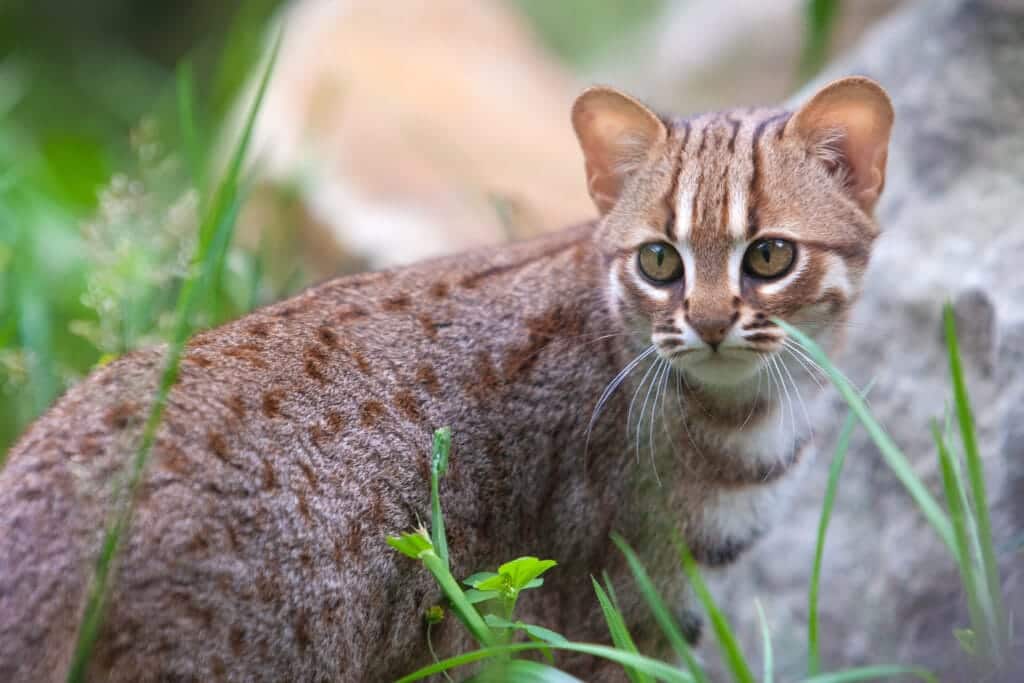 Rusty-spotted cat stand in grass and her head is turned backward.