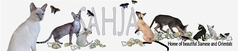 SAHJA Oriental Shorthair and Siamese Cats and Kittens in Illinois logo
