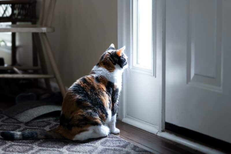 Sad, calico cat sitting, looking through small front door window on porch