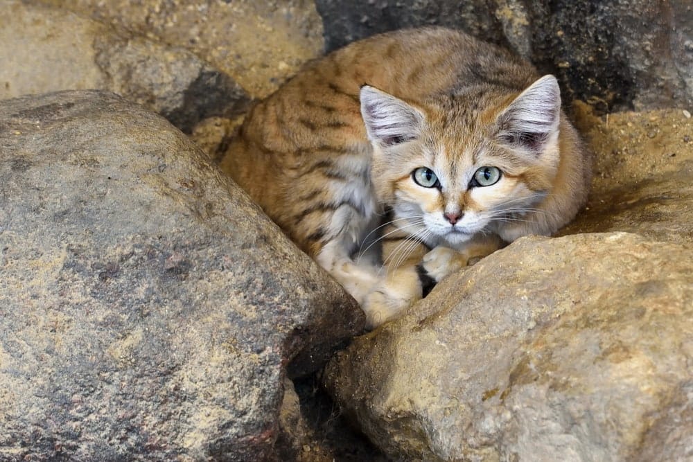 Sand cat Felis Margarita