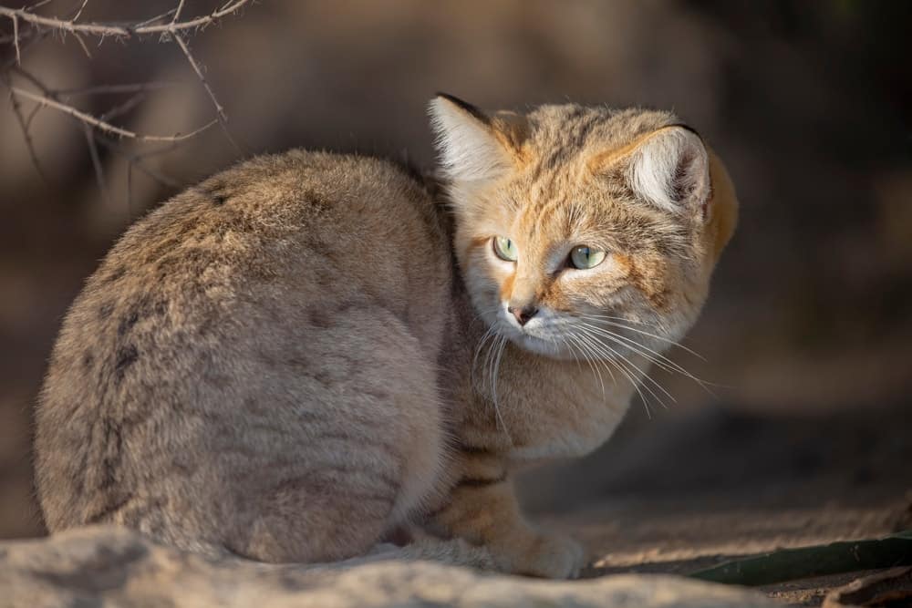 Sand cat Felis Margarita