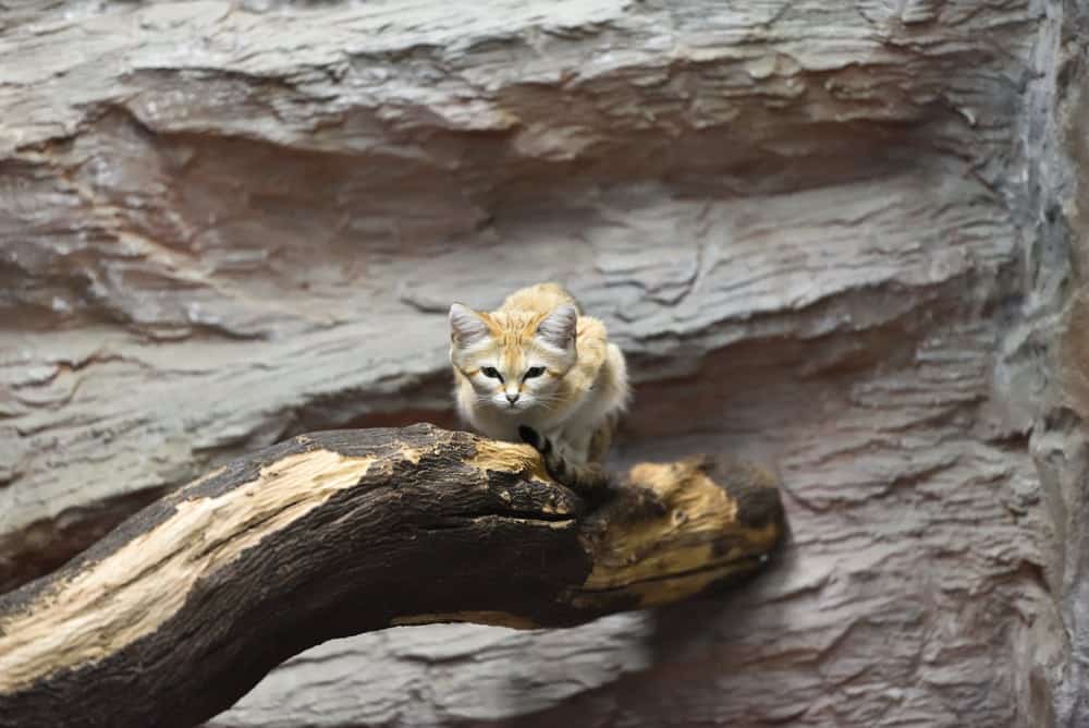 Sand cat in zoo