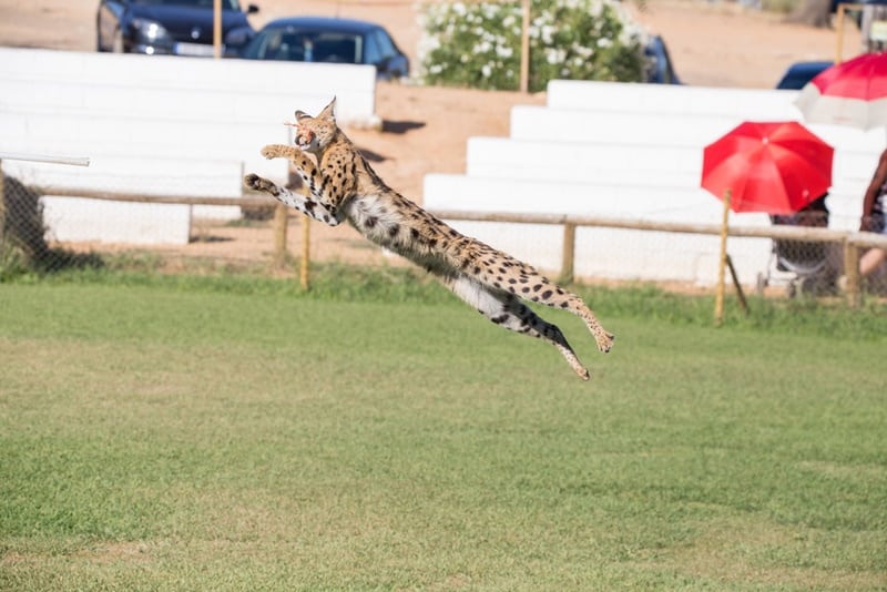 Savanna cat jumping in the field