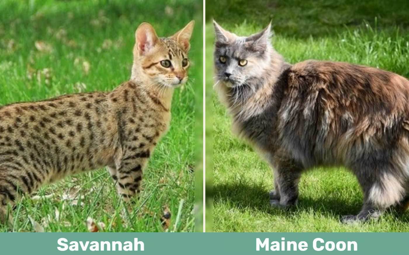 Savannah Cat Vs. Maine Coon What’s The Difference? (With Pictures