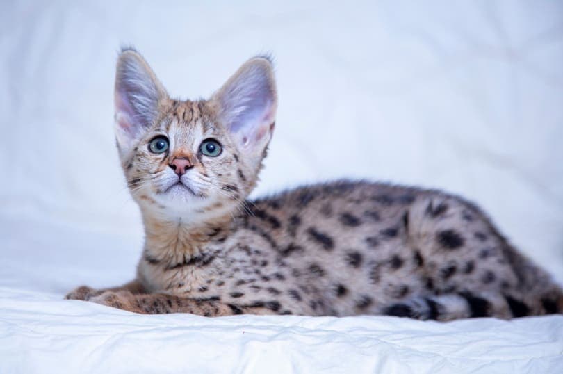 Savannah F1 kitten_Kolomenskaya Kseniya_shutterstock