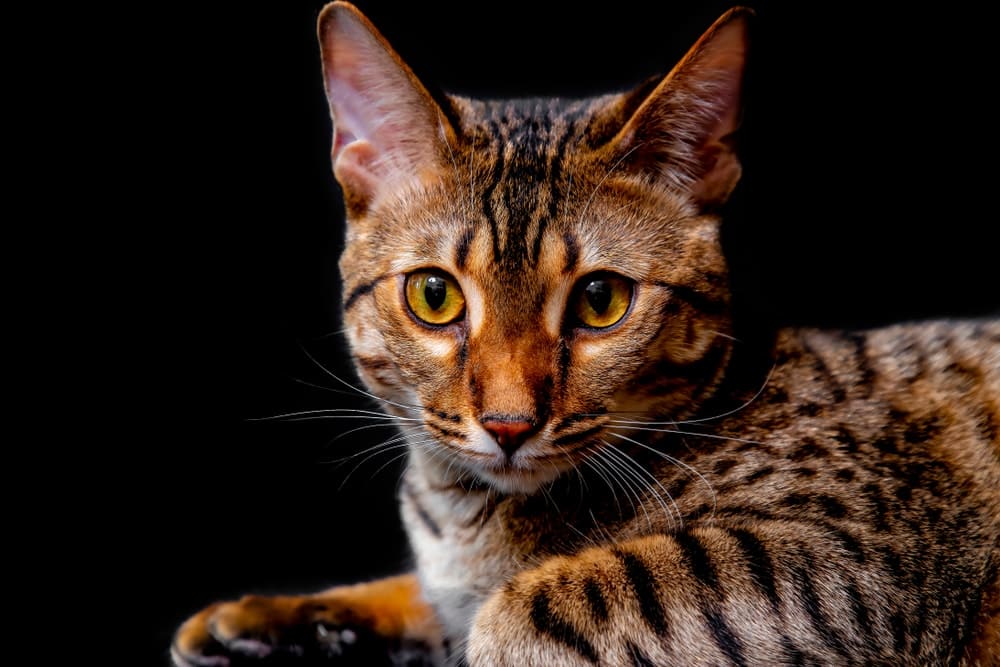 Savannah F5 cat on a black background