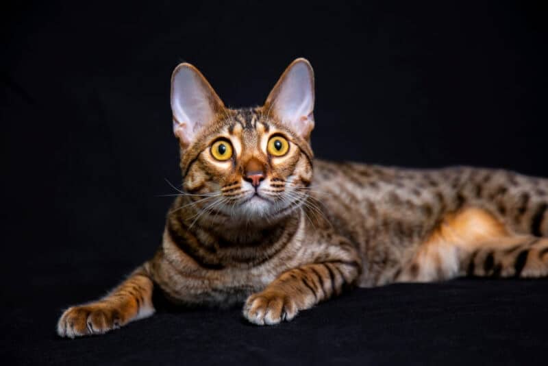 Savannah F5 cat on a black background