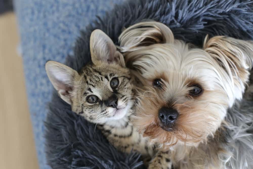 Savannah Cat hugging a dog