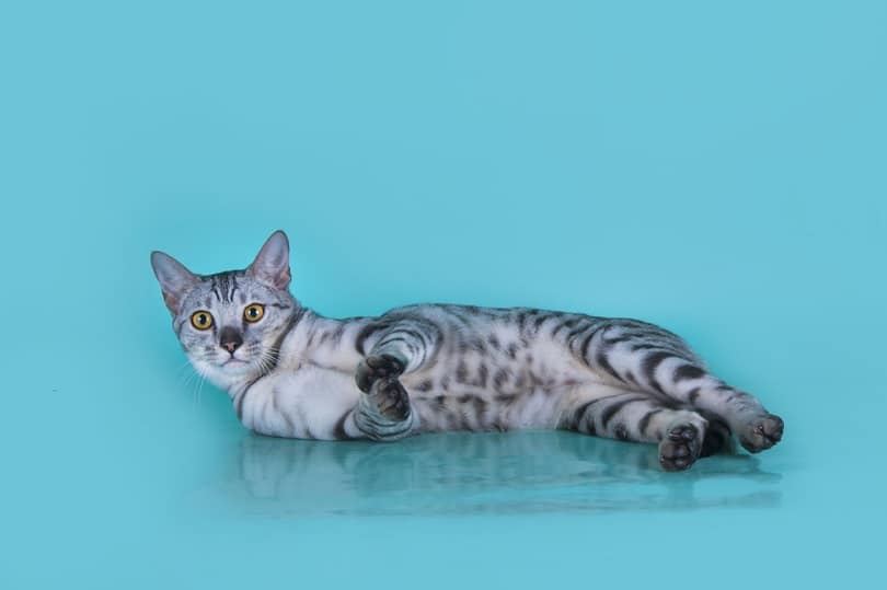 Savannah kitten isolated