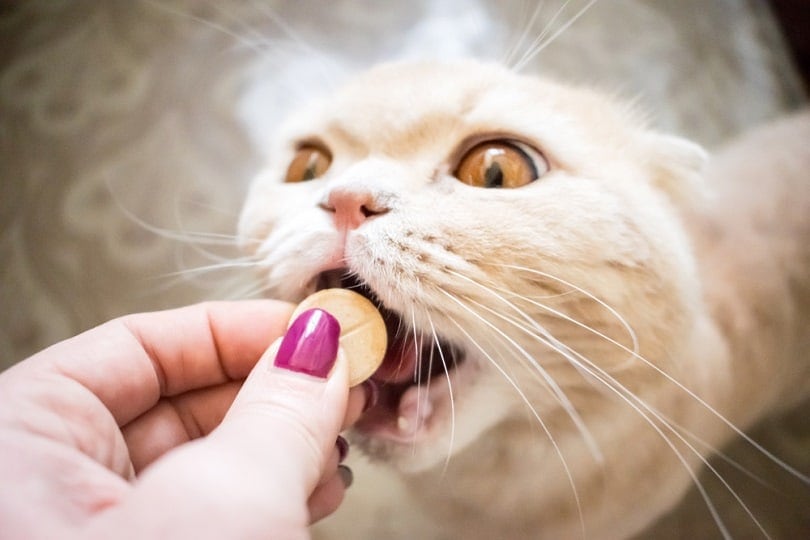 Scottish Cat with gold eyes takes a pill