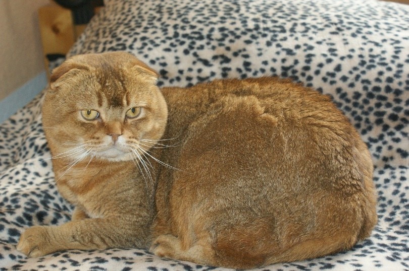 Scottish Fold