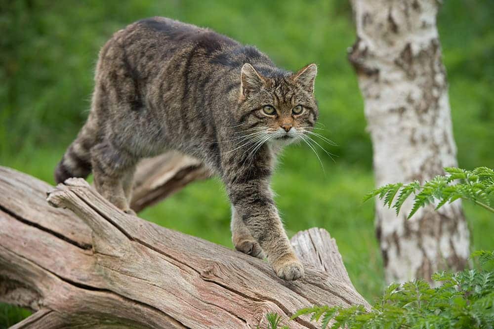 Scottish-Wildcat-on-a-large-tree-trunk