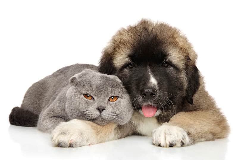 Scottish fold cat and a caucasian shepherd puppy