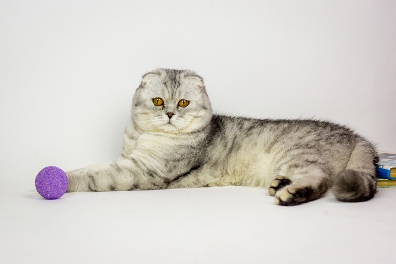 Scottish fold cat marble shadded tabby_Veronika Dolgaya_shutterstock