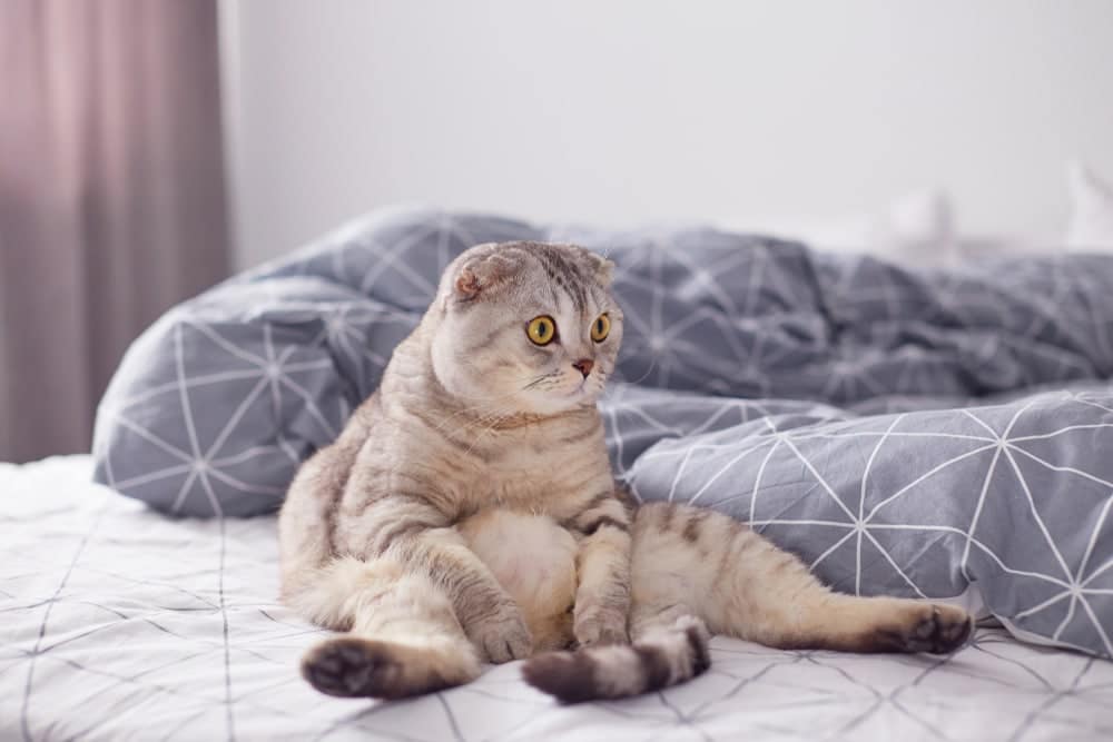 Scottish fold cat sitting like a human