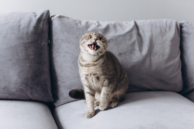 How Long Does a Cat Hold a Grudge? Signs Your Cat Is Angry Catster