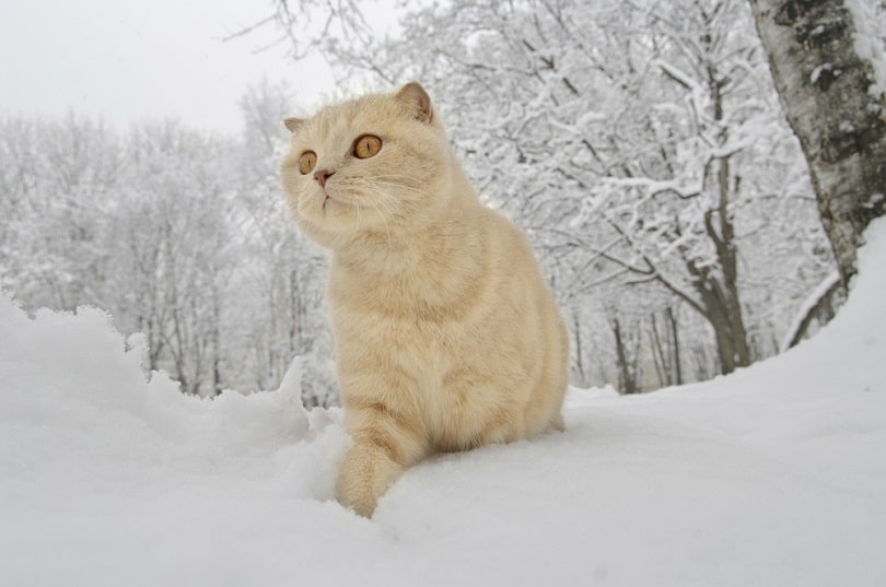 Scottish fold cat