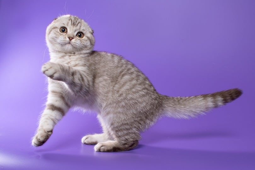 Scottish fold kitten chocolate spotted on silver with bright orange eyes_OksanaSusoeva_shutterstocl