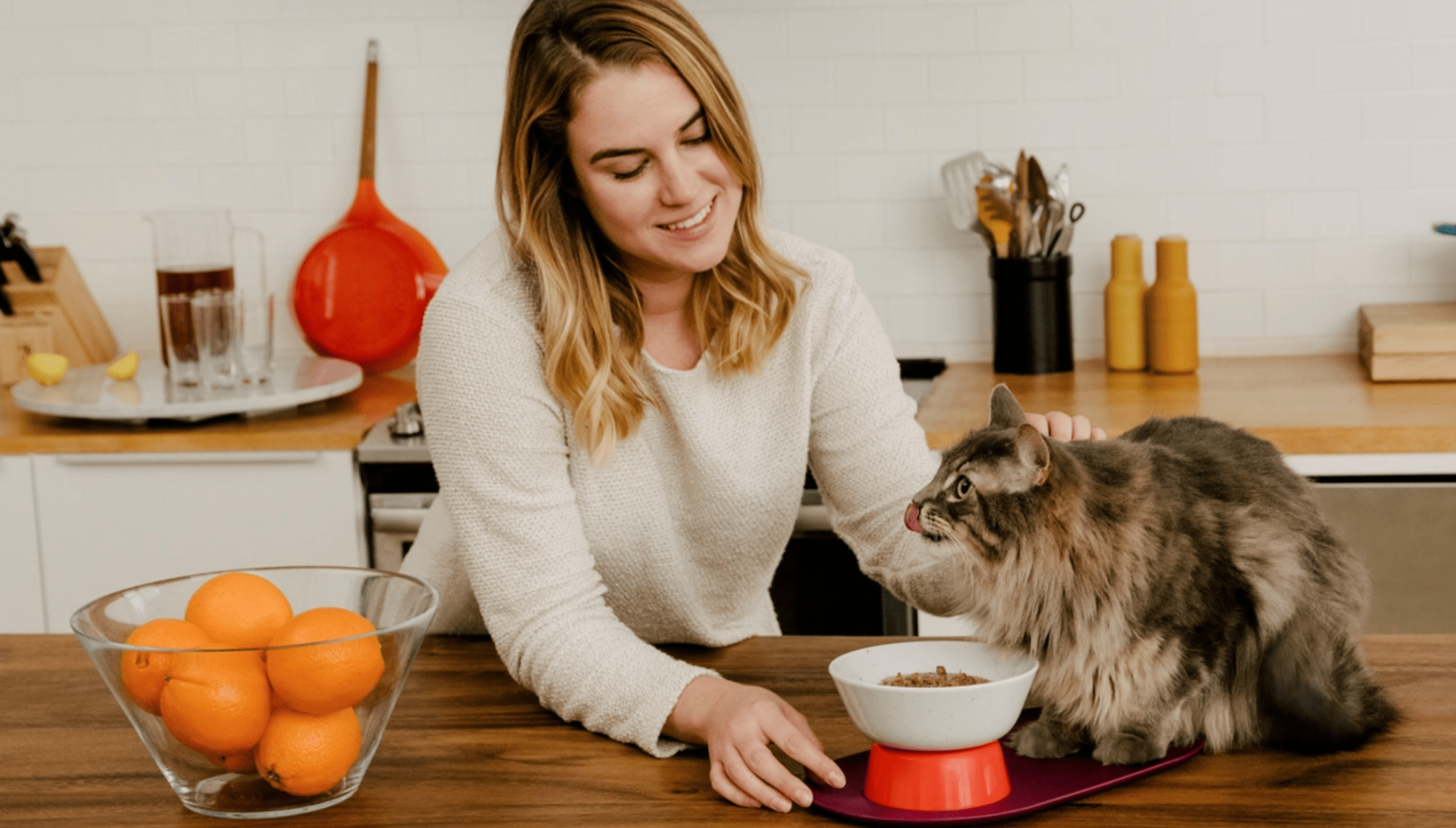 cat person cat on counter