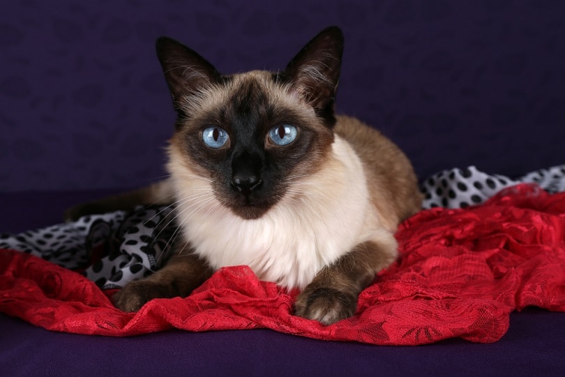 Seal Point Balinese cat on bed