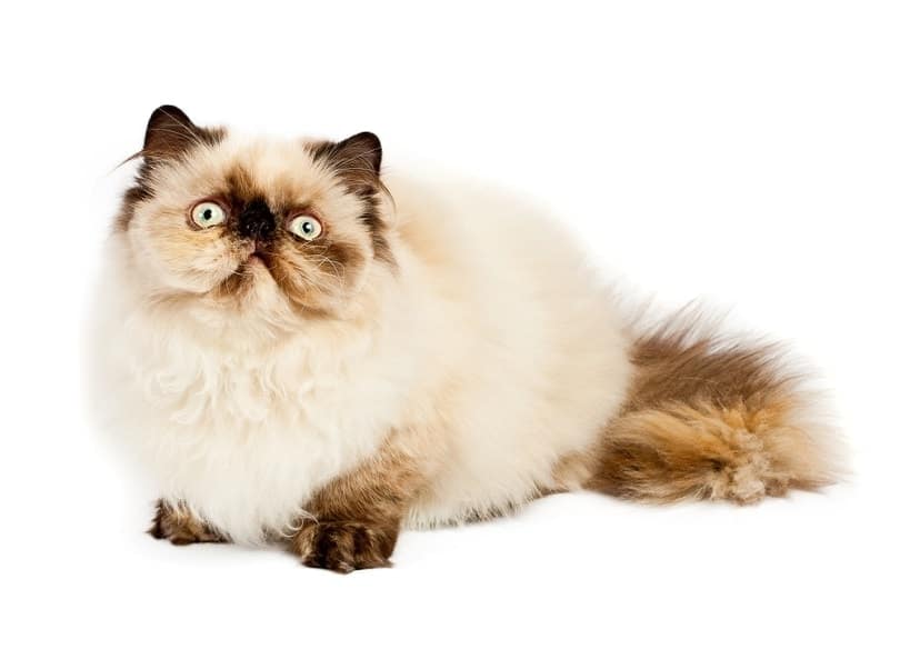 Seal Point Himalayan Persian Cat