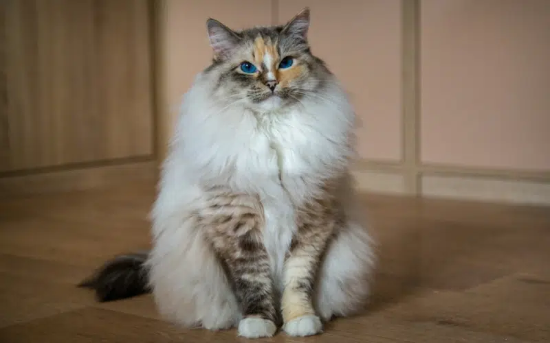 Seal Tortie Lynx Point Ragdoll cat sitting