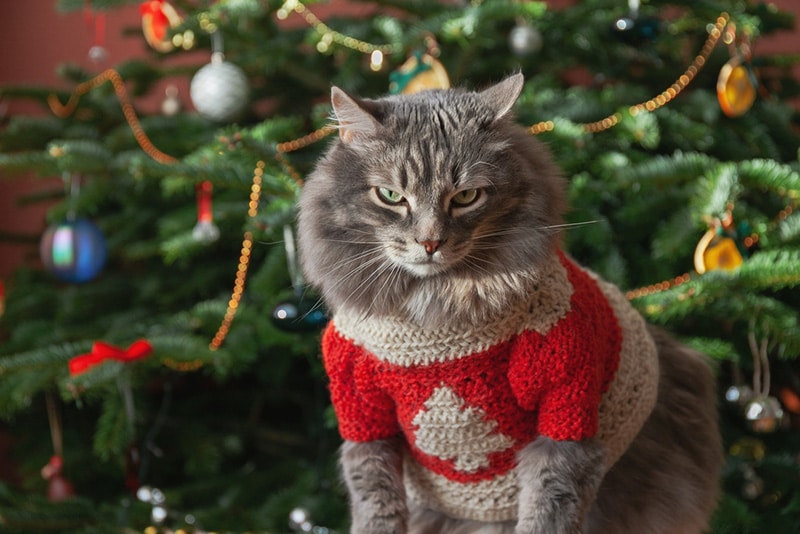 Serious gray domestic cat in red sweater against Christmas tree