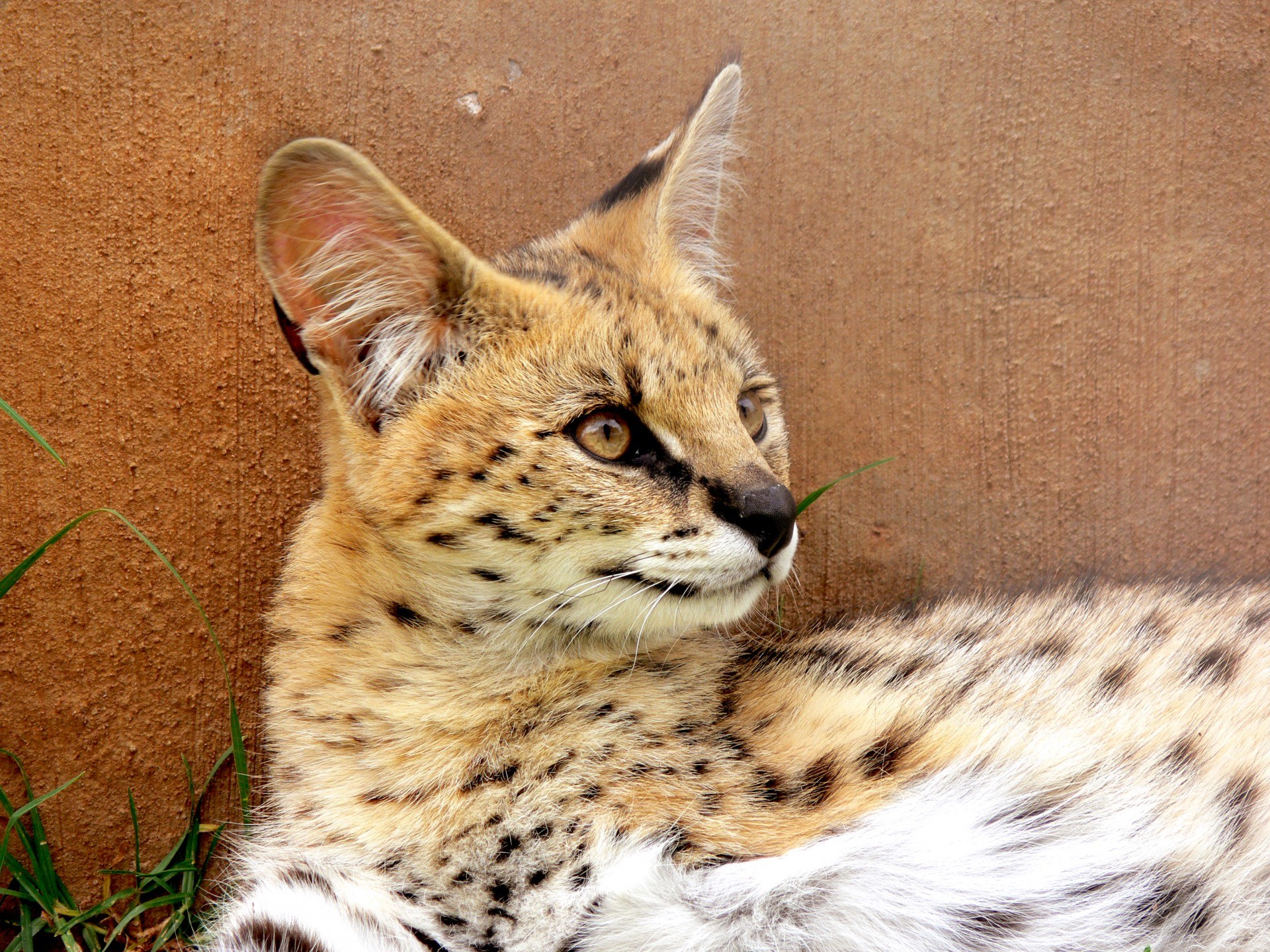 Serval Wild Cat with ear tuft