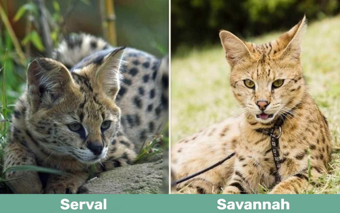 Serval vs Savannah cat