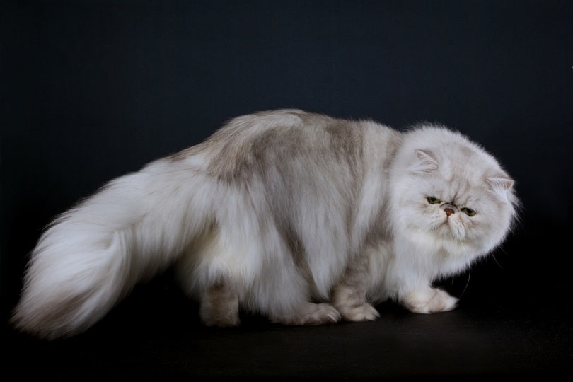 Shaded silver Chinchilla Persian_Linn Currie_shutterstock (2)