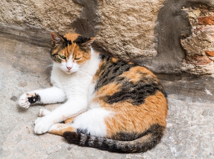 Shorthaired Calico