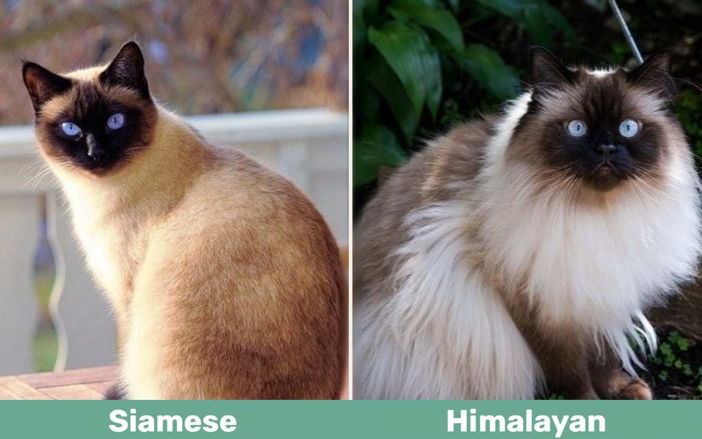 Siamese Cat vs Himalayan Cat